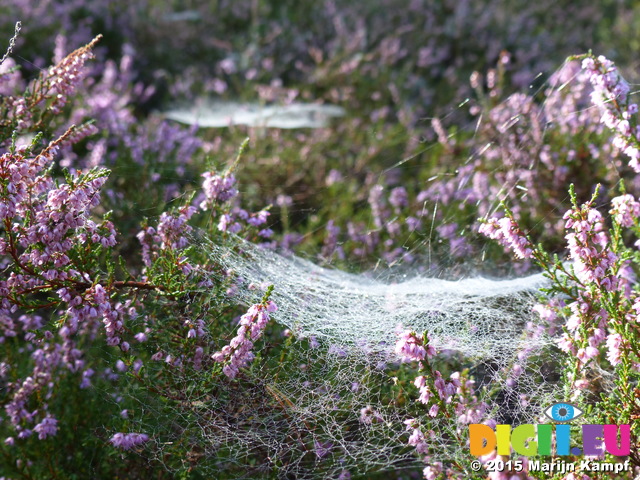 FZ020313 Dew on spiderwebs in heather (Calluna vulgaris)